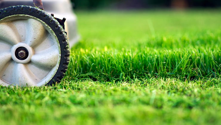 july lawn care